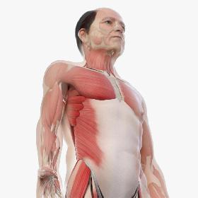 Elder Male Skin, Skeleton And Muscles 3D model